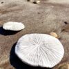 Corail Fungia